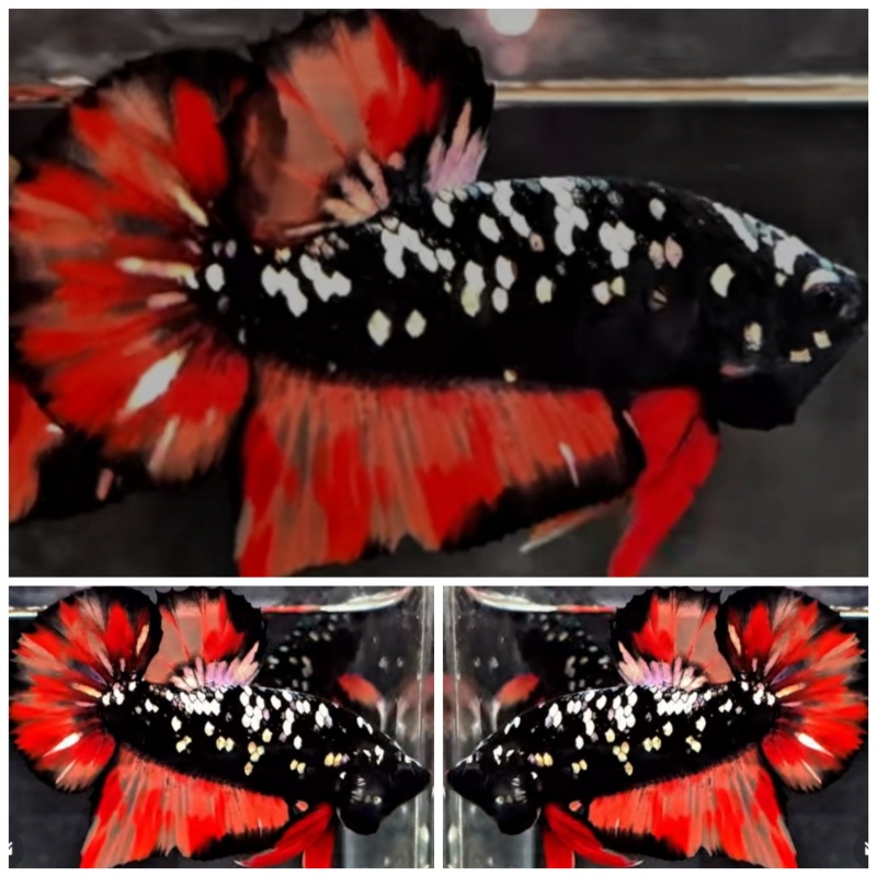 Avatar Copper Fire