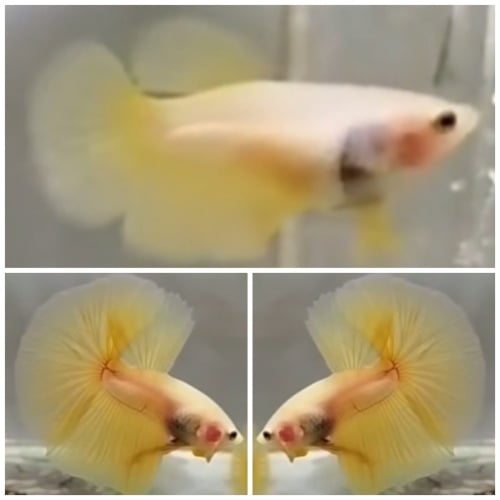 Young Pair Yellow