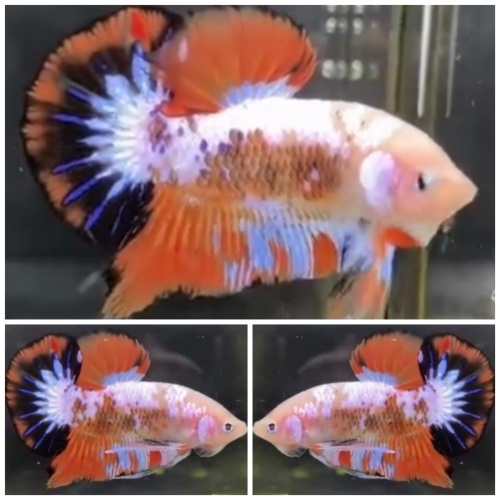 Sweet Marble