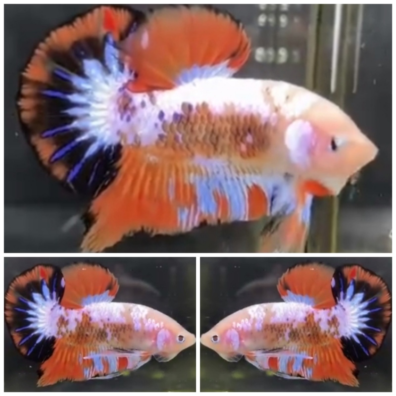 Sweet Marble