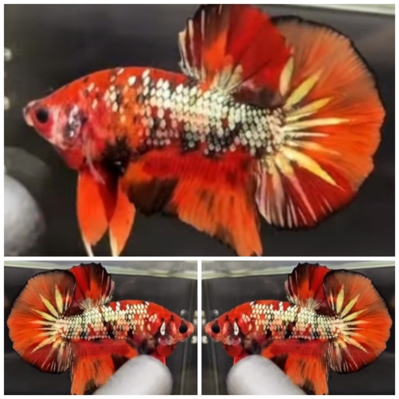 Nemo Copper