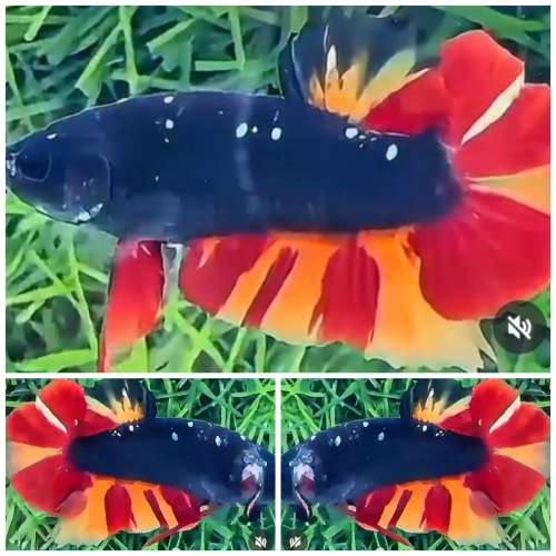 Black Fire