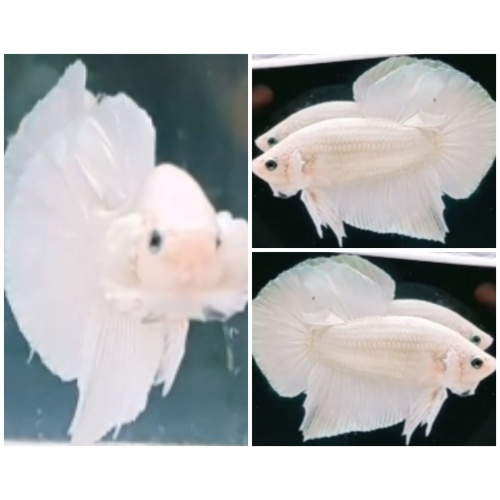 White Dragon Giant (7cm)