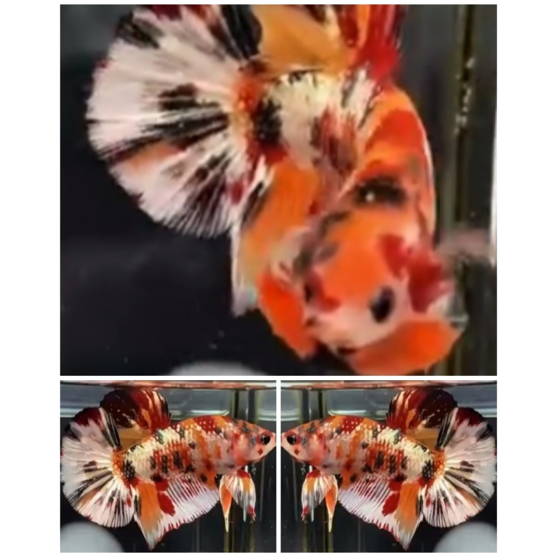 Fancy Copper