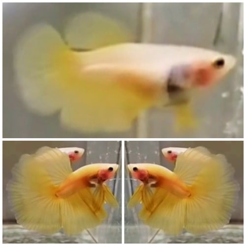 Young Pair Yellow Banana