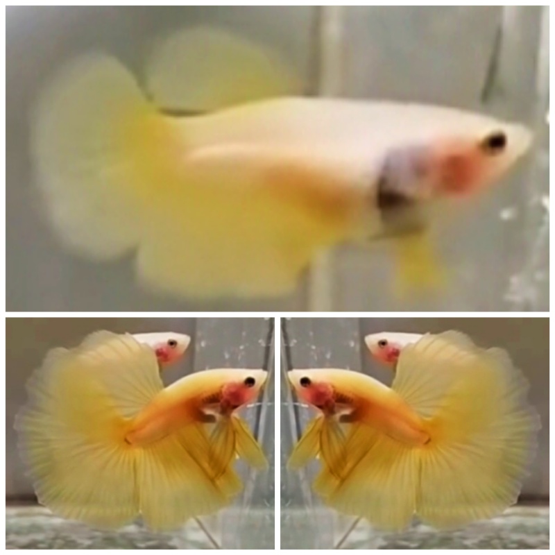 Young Pair Yellow Banana
