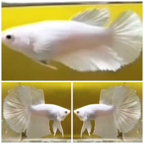 Young Pair White Platinum