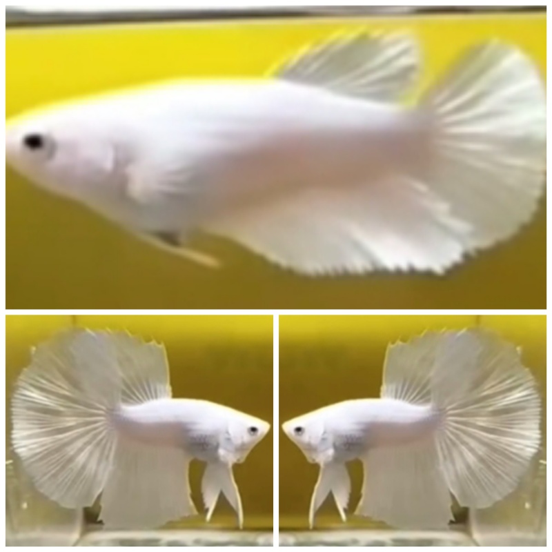 Young Pair White Platinum