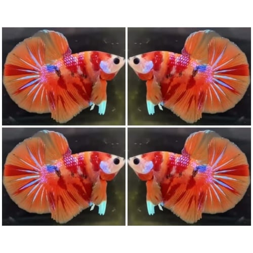 Nemo Big Tail