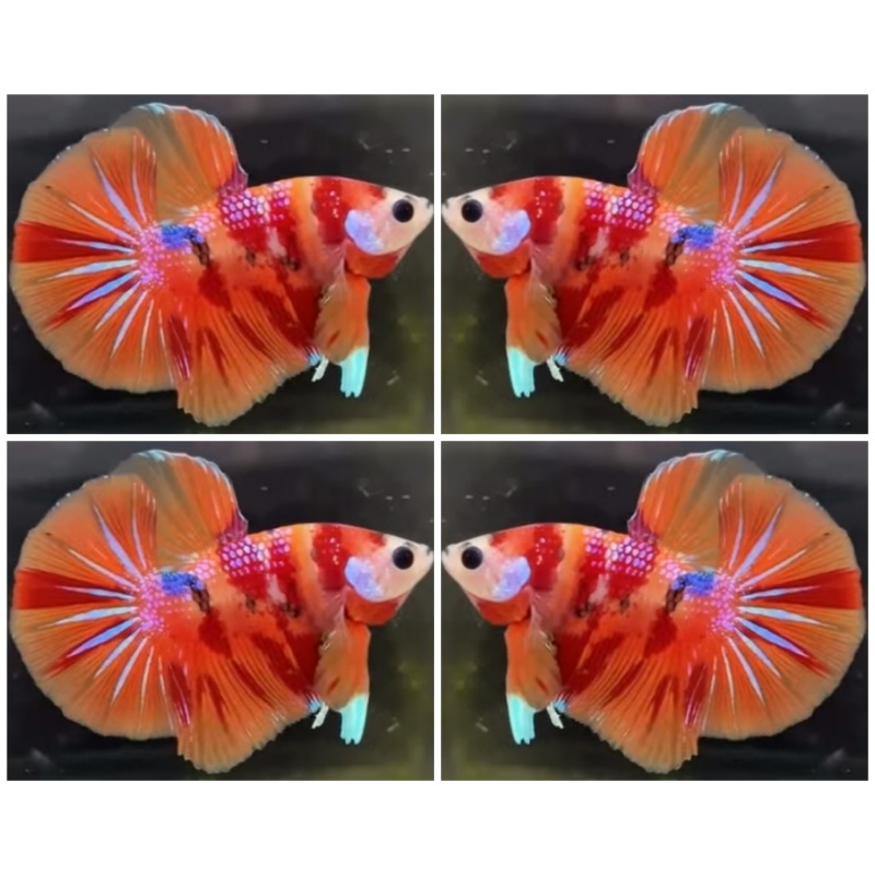 Nemo Big Tail