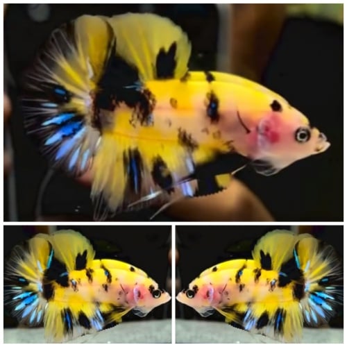 Yellow Tiger
