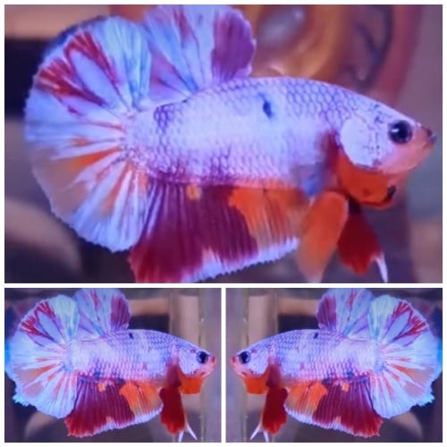 Candy Purple