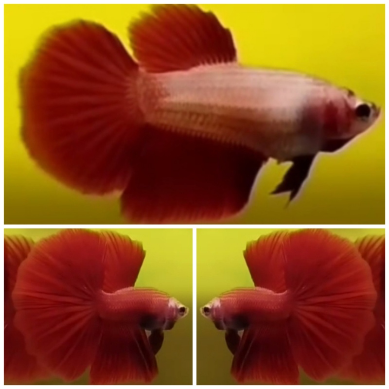 Pair Super Red #2