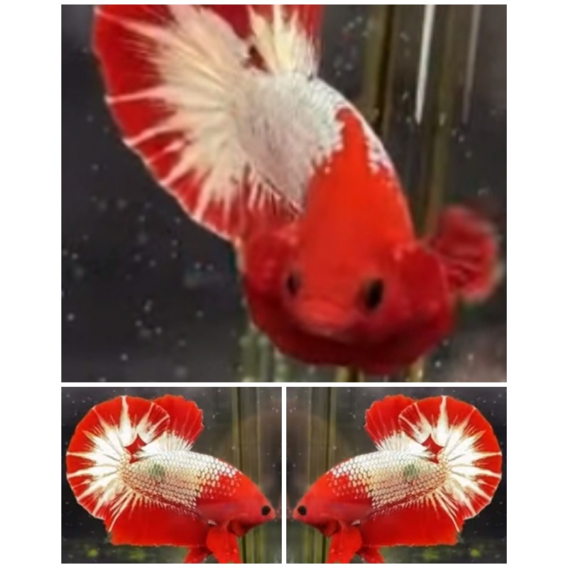Red Head FCCP