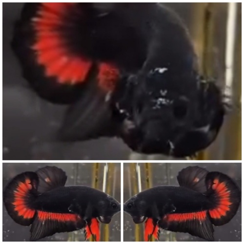 Wonderful Black Vampire