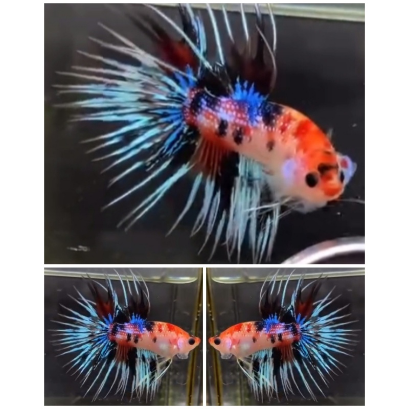 Sweet Multicolour CT