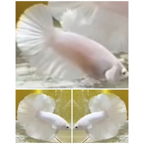 Young Pair White Platinum