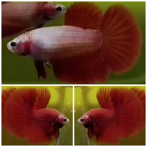 Pair Super Red