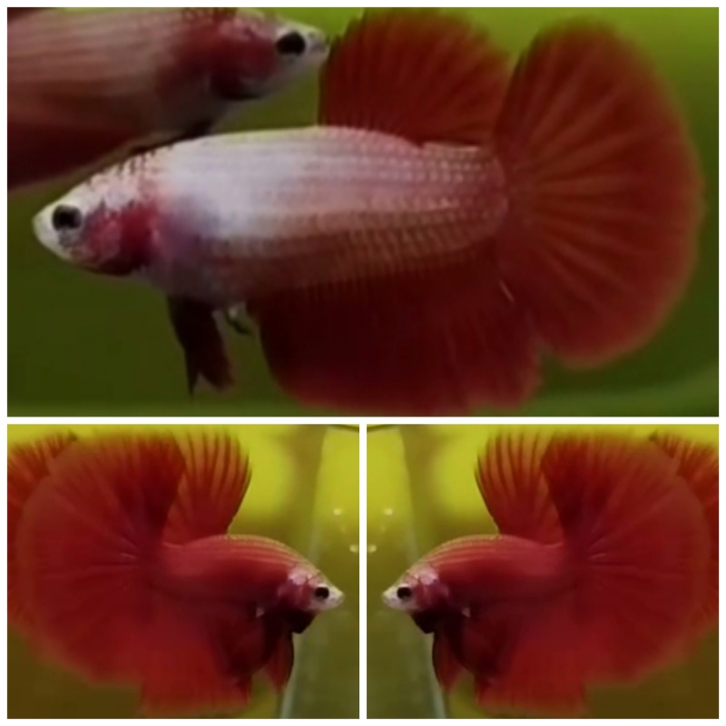Pair Super Red
