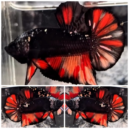 Black Fire Monster