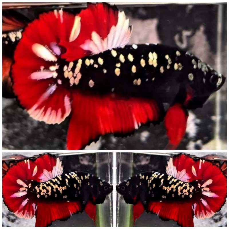 Avatar Red Copper