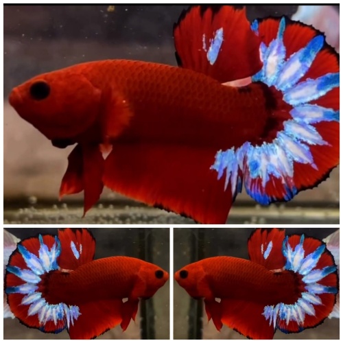 Hellboy Star Tail