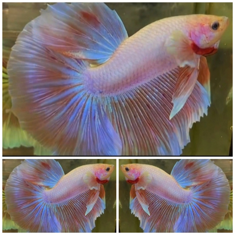 Sweet Shimmer