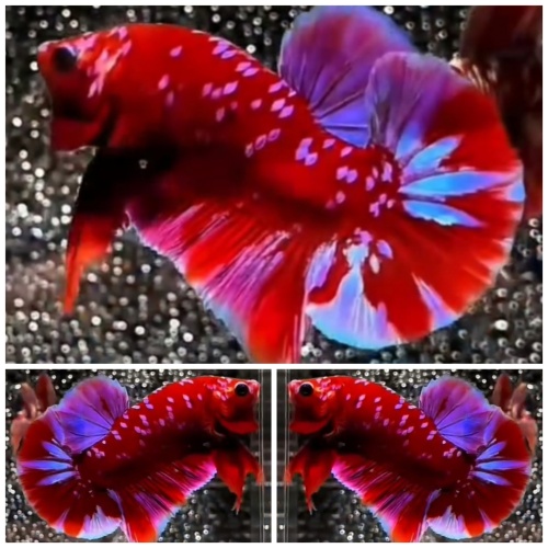 Red Purple Galaxy