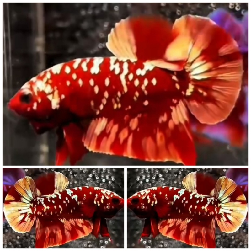 Red Gold Galaxy
