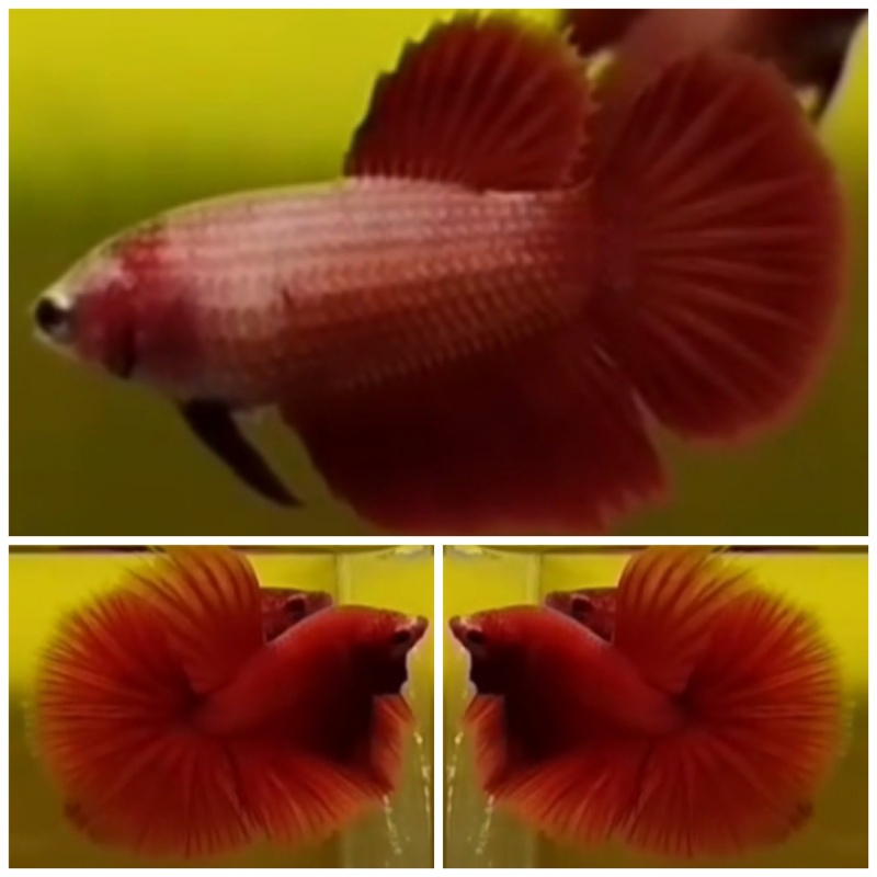 Pair Super Red