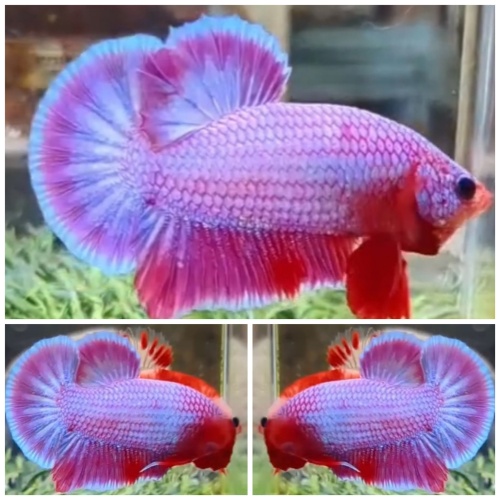 Top Pinky Dragon