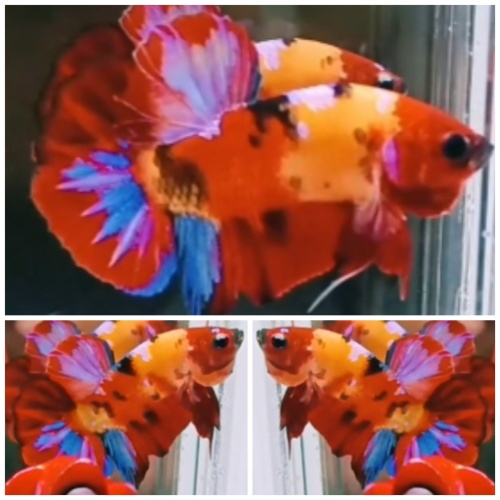 Nemo Red Face