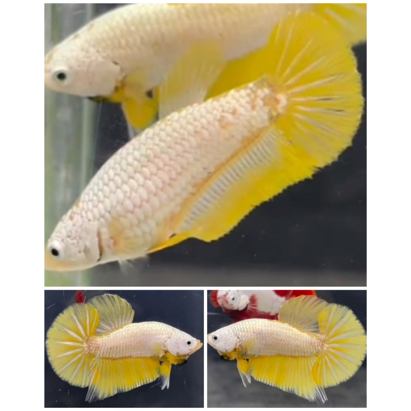 Pair Yellow Dragon