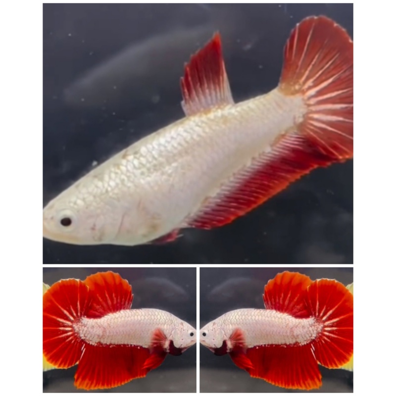 Pair Red Dragon