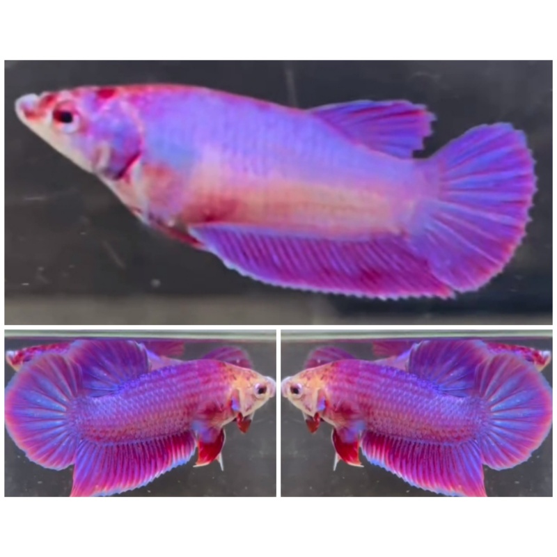 Pair Purple Aurora