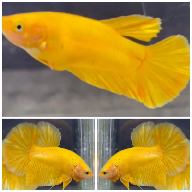 Pair Yellow HMPK