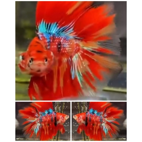 Best Multicolour HMDT
