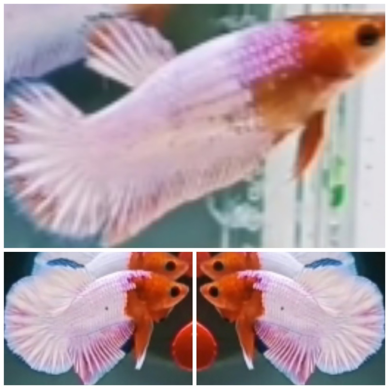 Nice Pair White Scale
