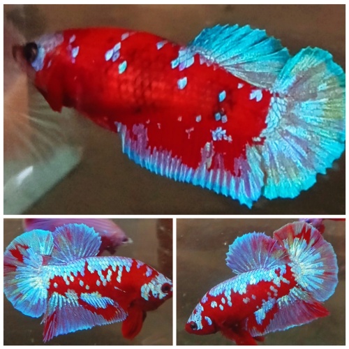 Pair Red Blue Galaxy