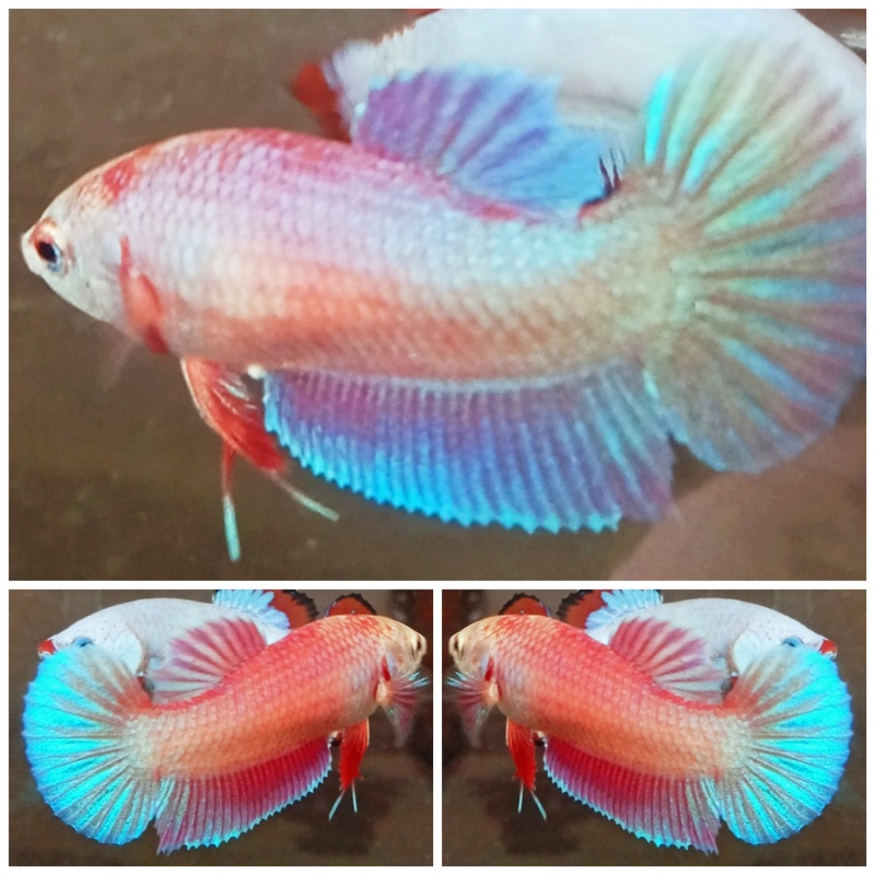 Female Pink Aurora