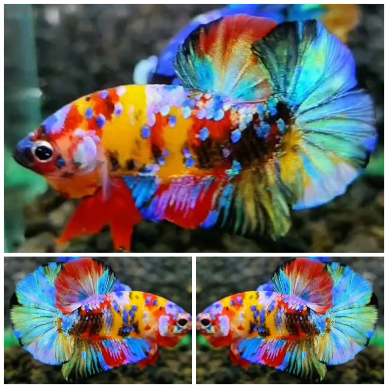 Sweet Multicolour #1