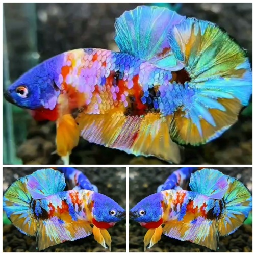 Sweet Multicolour #5