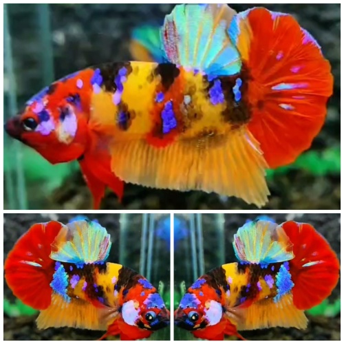 Sweet Multicolour #4