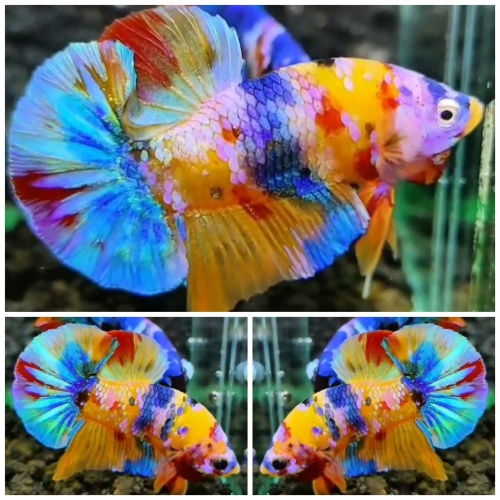 Sweet Multicolour #3