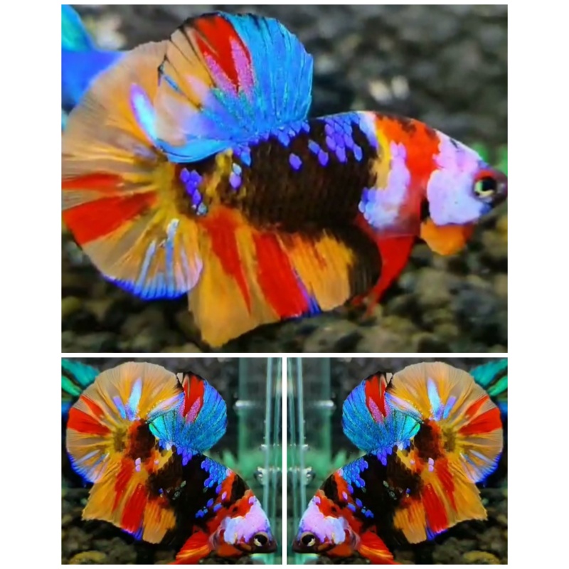 Sweet Multicolour #2