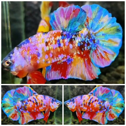 Sweet Multicolour #8