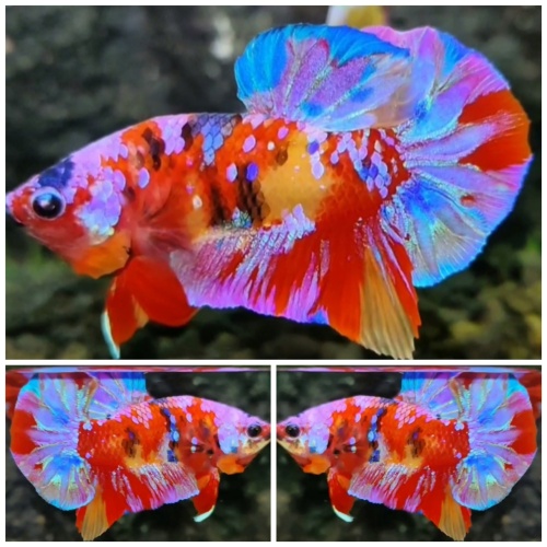 Sweet Multicolour #6