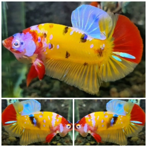 Sweet Multicolour #7