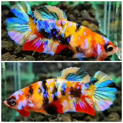 Female Multicolour #3