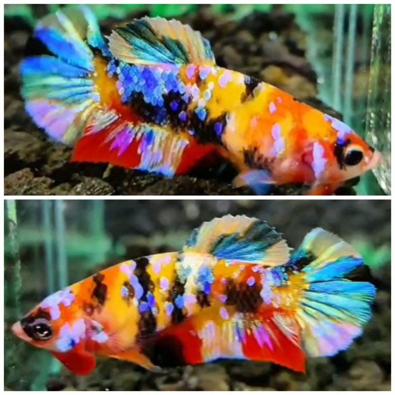 Female Multicolour #3